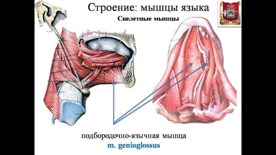 Фотографии анатомии языка в форматах JPG, PNG, WebP