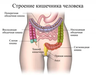 Фотография анатомии кишечника человека: PNG формат для подробного изучения