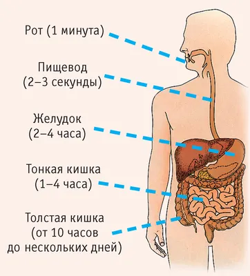 Анатомия кишечника человека: Подробная фотография для медицинских исследований