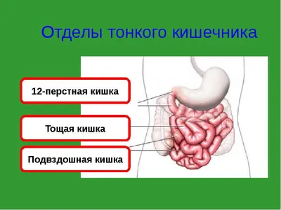 Фотография кишечника человека: Скачать PNG изображение для углубленного изучения