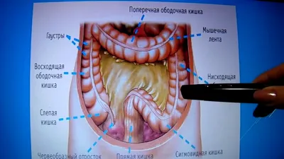 Фотка анатомии кишечника человека: Фотография высокого разрешения для обучения