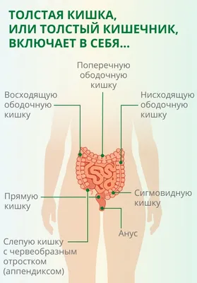 Фотография анатомии кишечника человека: Разные размеры изображения в PNG