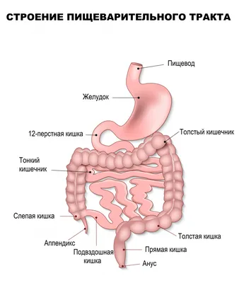 Изображение кишечника человека: Фото в WebP формате для быстрой загрузки