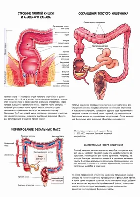 Картинка анатомии кишечника человека: Фото в WebP для быстрой загрузки