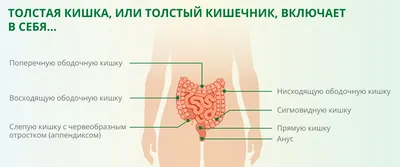 Анатомия кишечника человека: Фотография в PNG для детального изучения