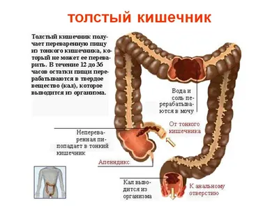 Анатомия кишечника человека: Фотография в высоком разрешении для образовательных целей