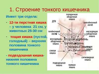 Фотка кишечника человека: Скачать изображение в PNG для точного изучения