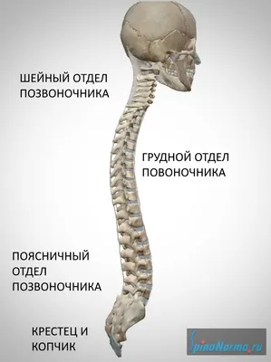 Анатомия позвоночника человека: Изучение в высоком разрешении