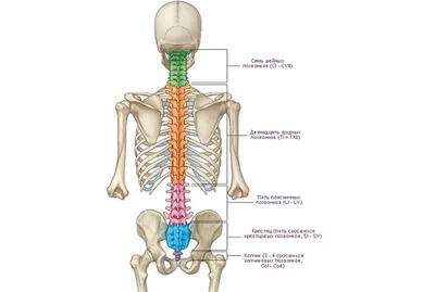 Изображение анатомии позвоночника: Скачивание в JPG, PNG, WebP