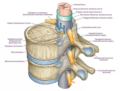 Фото позвоночника человека: Различные варианты размеров