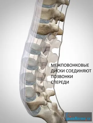 Анатомия человеческого позвоночника: Свобода выбора формата