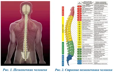 Фото человеческого позвоночника: Настройка размера изображения