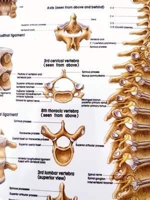 Картинка позвоночника человека: Свобода выбора размера