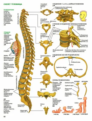 Фотографии анатомии позвоночника: Оптимизация размера для загрузки
