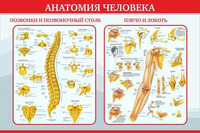 Анатомия позвоночника в высоком качестве: Скачивание в различных форматах