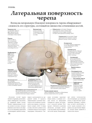 Фото человеческой анатомии: скачайте PNG изображения различных размеров