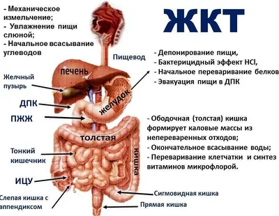 Фото ЖКТ: Изображения высокого качества для загрузки (JPG, PNG, WebP)