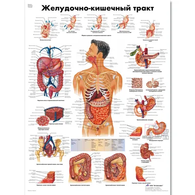 Изображение анатомии ЖКТ: Выберите свой идеальный размер