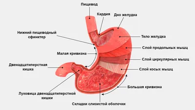 Человеческий ЖКТ: Фотографии в различных форматах для скачивания