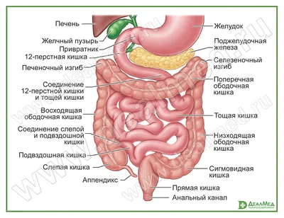 Фотка анатомии ЖКТ: JPG, PNG, WebP – выбирайте под свои требования