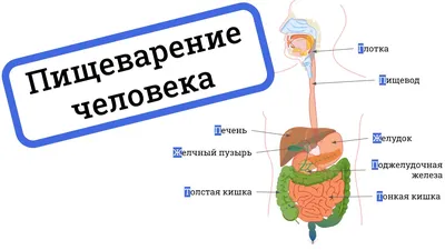 Изображение анатомии ЖКТ: Форматы JPG, PNG, WebP доступны