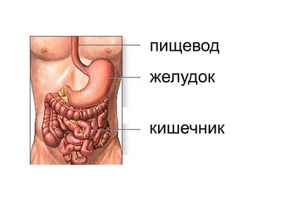 Анатомия ЖКТ человека: Скачивание фотографий в JPG, PNG, WebP