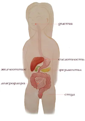 Фотография ЖКТ: Выбор размера и формата картинки