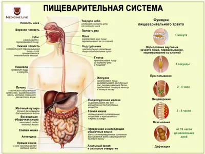 Фото анатомии ЖКТ: Индивидуальные настройки для загрузки