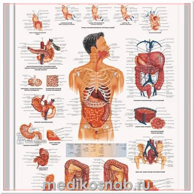 Анатомия ЖКТ: Фотографии в разнообразных форматах