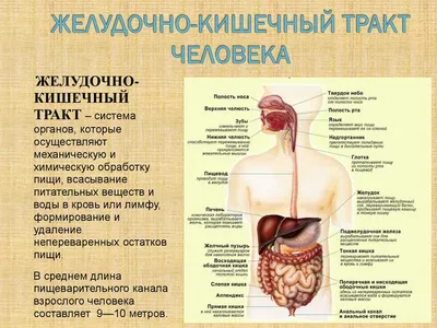 Человеческий ЖКТ: Выберите формат и размер изображения для скачивания