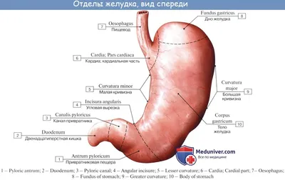 Изображение анатомии ЖКТ человека: Фотографии в высоком качестве