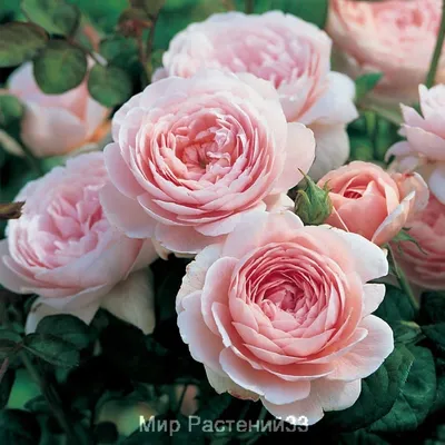 Роскошные английские кустовые розы для загрузки