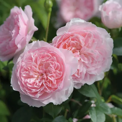 Фотка английских кустовых роз: выберите свою лучшую картинку