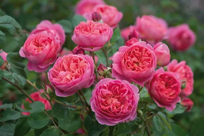 Изящные кустовые розы: выберите изображение по вашему вкусу