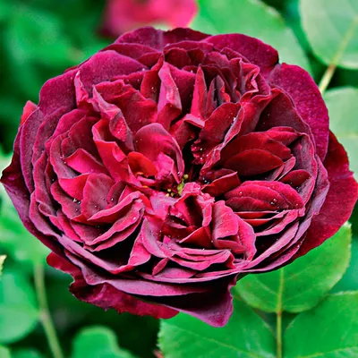 Фото кустовых роз: выбирайте свой любимый формат