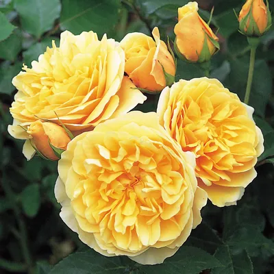 Фотографии английских кустовых роз для вдохновения