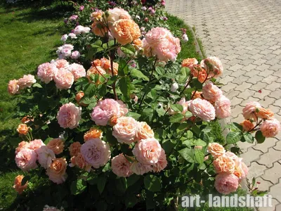 Красивые кустовые розы в разных размерах и форматах