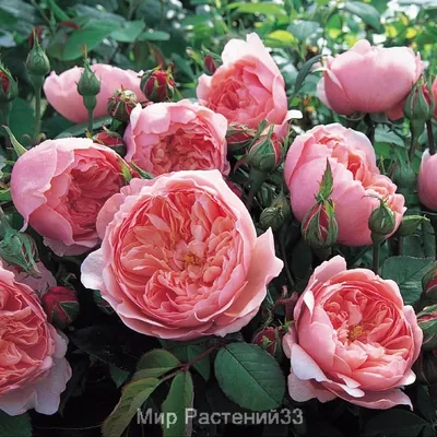 Английские кустовые розы фотографии