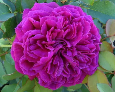 Загрузите красивые английские кустовые розы в различных форматах