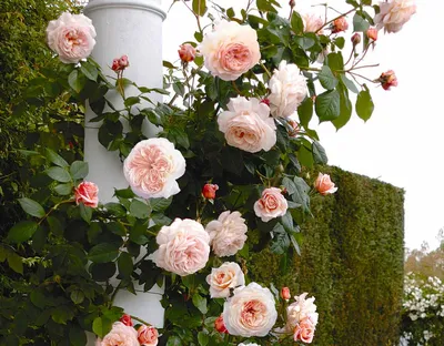 Фото роскошных кустовых роз: выберите любимое изображение