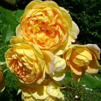 Фотографии английских кустовых роз: выберите свой стиль