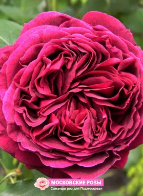 Фото английских кустовых роз с различными размерами и форматами