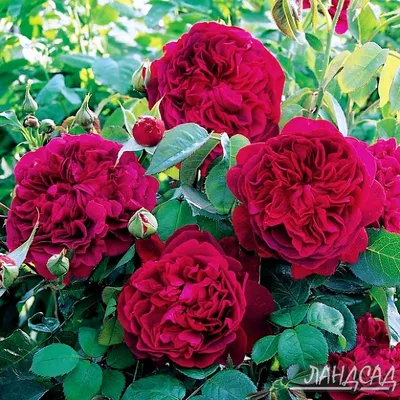 Красочные кустовые розы на фотографиях: выберите свое предпочтение