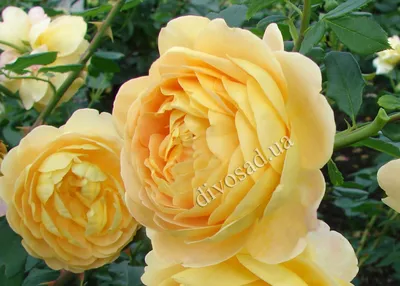 Уникальные кустовые розы на фото: выберите изображение для скачивания