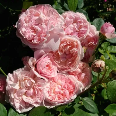 Фотка английских кустовых роз: выберите формат и размер