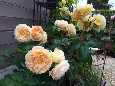 Отличные кустовые розы на фото - выберите свое предпочтение