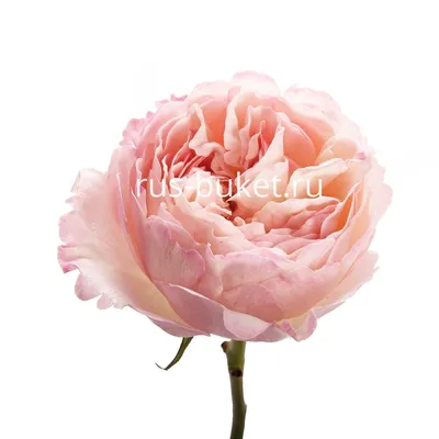 Фото английских кустовых роз: выберите подходящие размеры