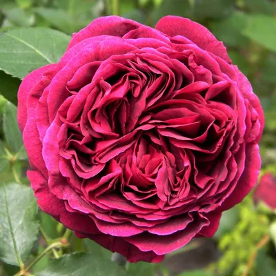 Удивительные кустовые розы на фотографиях: выберите формат