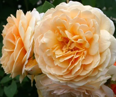 Красивые английские кустовые розы на фото: выберите свою картину
