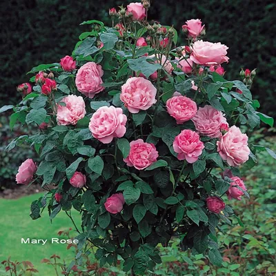 Фото английских кустовых роз: выберите формат для скачивания